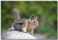 Golden-mantled Ground Squirrel, Manning Provincial Park, BC