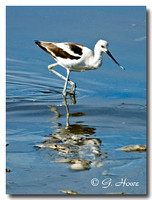 American Avocet 1