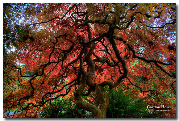 Japanese Maple