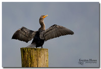 Double Crested Cormorant 4