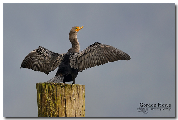 Double Crested Cormorant 4