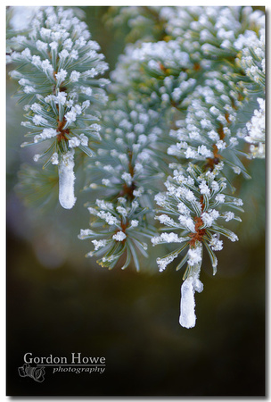 Frosty Spruce, E.C. Manning Provincial Park, BC