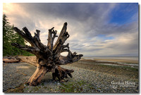 Driftwood at Miracle Beach Provincial Park, BC