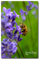 Honeybee in Lavender blossoms