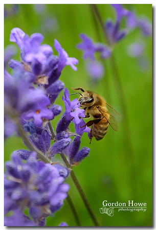 Honeybee in Lavender blossoms