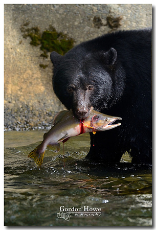 Black Bear with Pink Salmon