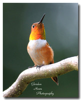 Rufous 15