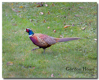 Ring neck Pheasant 4