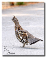 Ruffed Grouse 2