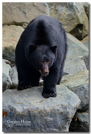 Black Bear 23