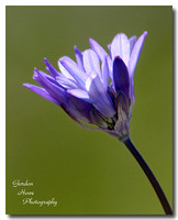 Wild Hyacinth (Dichelostemma pulchellum) 2
