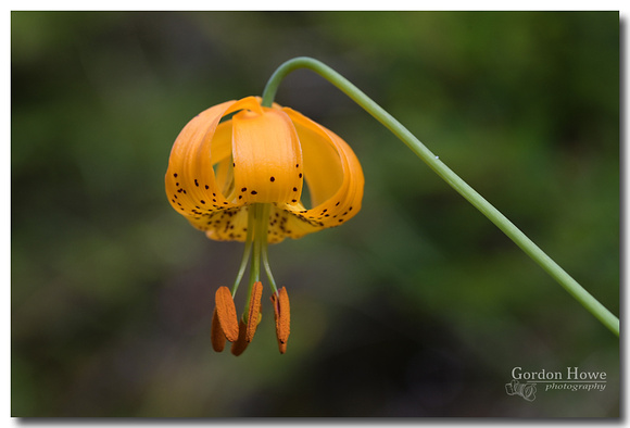 Western Tiger Lily