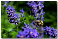 Bumblebee in Lavendar