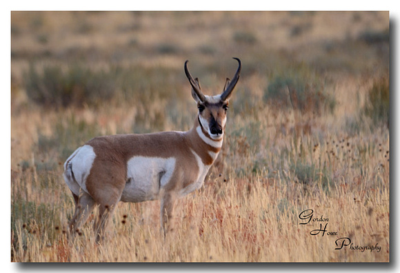 Pronghorn Antelope 2