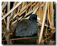 Coot 1