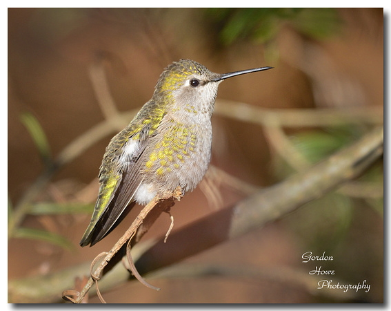 Anna's (female) 2