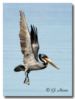 Brown Pelican 1