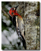 Red-breasted Sapsucker 5