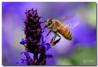 Honeybee on Salvia