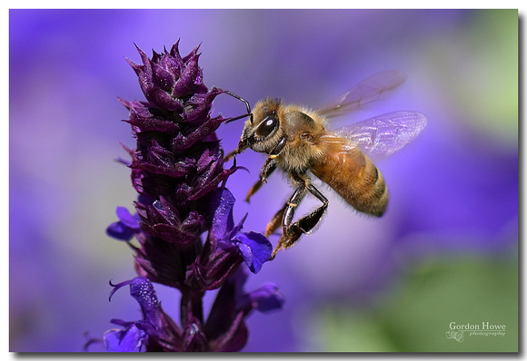Honeybee on Salvia