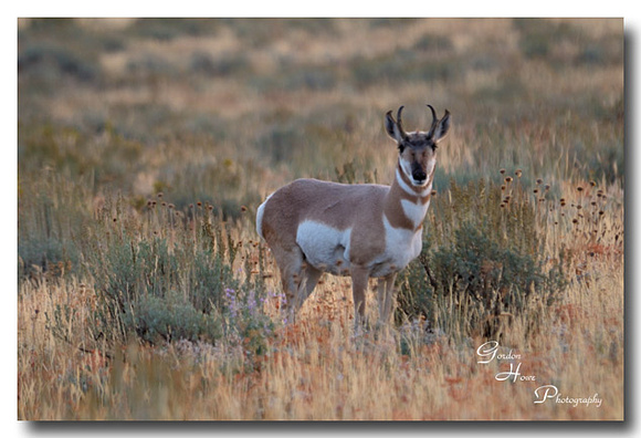 Pronghorn Antelope 1