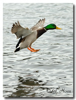 Mallard 3