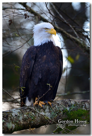 Bald Eagle