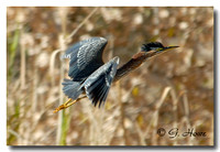 Green Heron 2