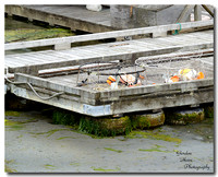 Crab Dock, Tofino