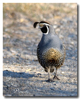 California Quail 2