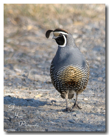 California Quail 2