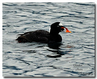 Surf Scoter 1