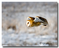 Barn Owl 3