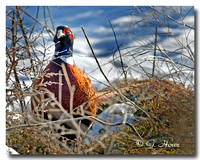 Ring neck Pheasant 1