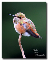 Rufous 8