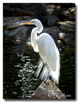 Snowy Egret 2