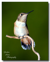Rufous 10