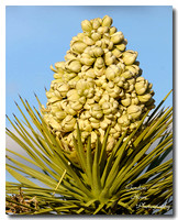 Joshua Tree (Yucca brevifolia) 3