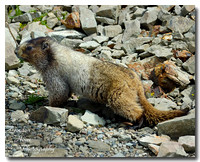Hoary Marmot 3