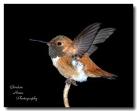 Rufous 3