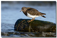 Black Turnstone 3