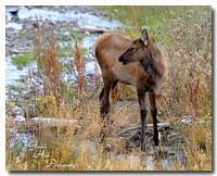 Roosevelt Elk 5