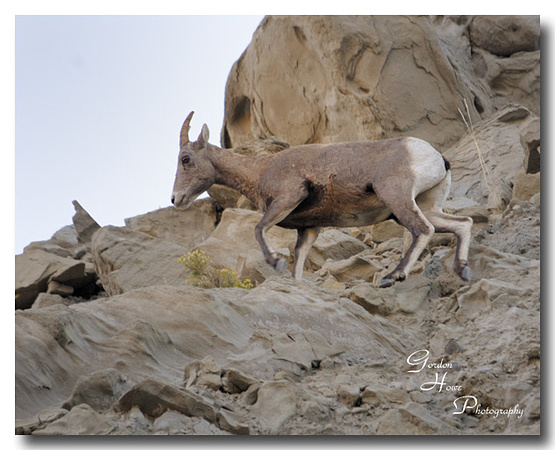 Rocky Mountain Bighorn 4