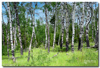 Aspen Grove