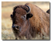 Bison 6