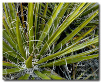Mojave Yucca (Yucca schidigera) 1