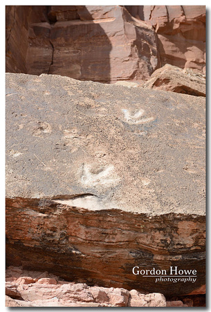 Dinosaur Tracks 1