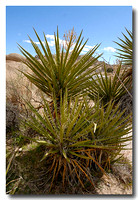 Mojave Yucca (Yucca schidigera) 2