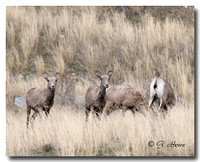 California Bighorn Sheep 5