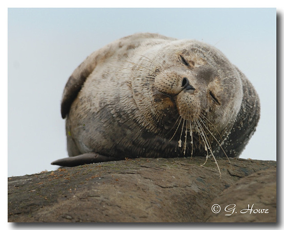 Harbour Seal 1